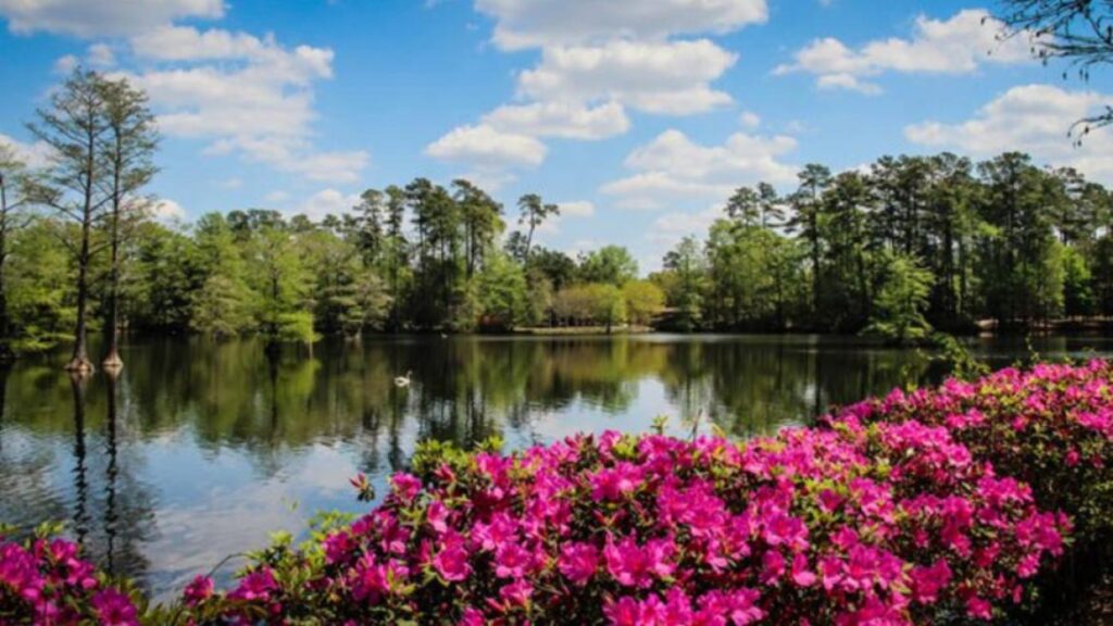 pink flowers overlooking open pond